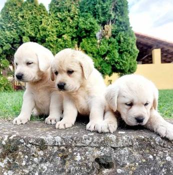 Labrador retriver štenci