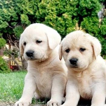 Labrador retriver štenci