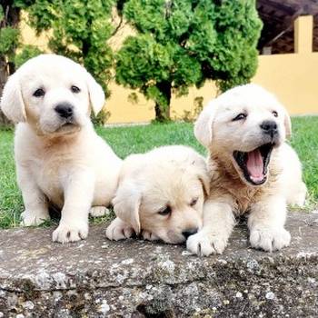 Labrador retriver štenci