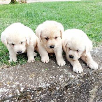 Labrador retriver štenci