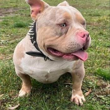 American bully pocket tri color merle