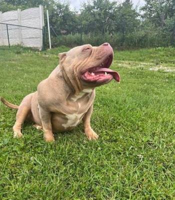 American bully pocket tri color merle