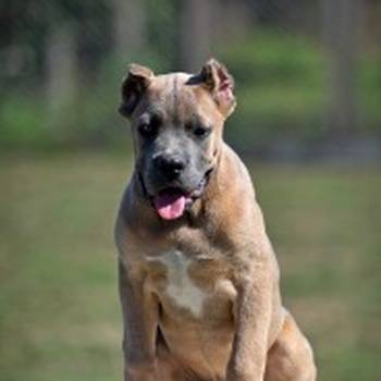 Cane Corso štenci