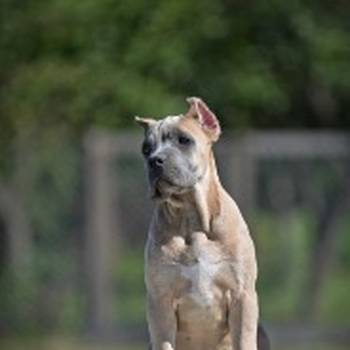 Cane Corso štenci