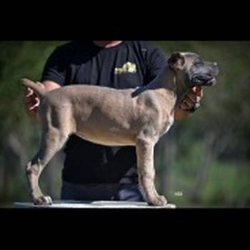 Cane Corso štenci