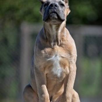 Cane Corso štenci