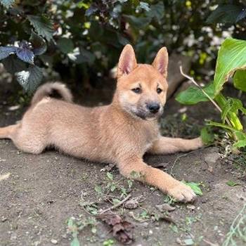 Štenci Shiba inu