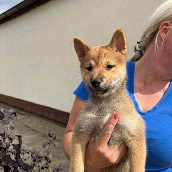 Štenci Shiba inu