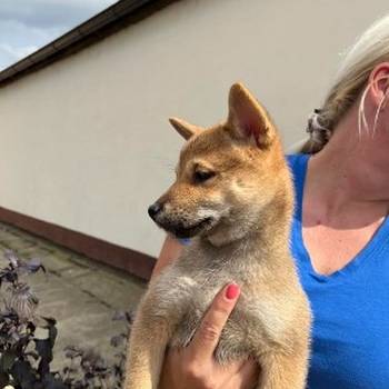 Štenci Shiba inu