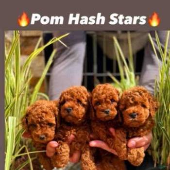 Najlepse bebe teddy bear toy pudle u Pom_Hash_Stars odgajivacnici