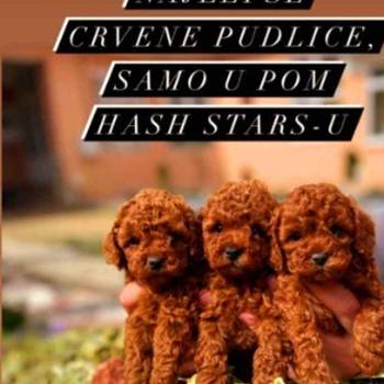 Najlepse bebe teddy bear toy pudle u Pom_Hash_Stars odgajivacnici