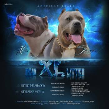 American bully xl