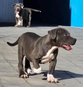 American bully xl