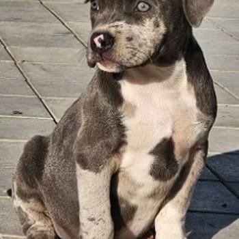 American bully xl