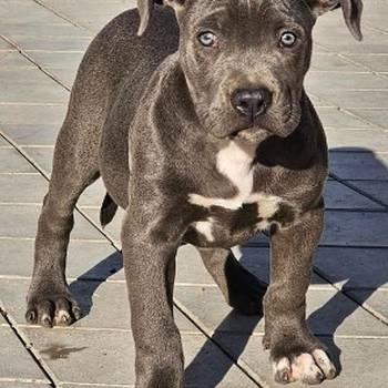 American bully xl