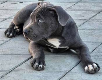 American bully xl