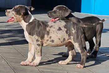 American bully xl