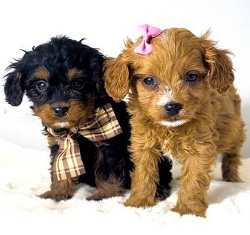 Cavapoo-kavapu (Cavalier + toy pudla)