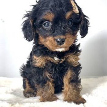 Cavapoo-kavapu (Cavalier + toy pudla)