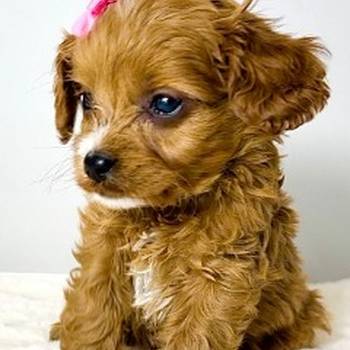 Cavapoo-kavapu (Cavalier + toy pudla)