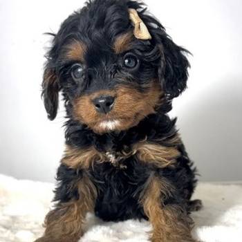 Cavapoo-kavapu (Cavalier + toy pudla)