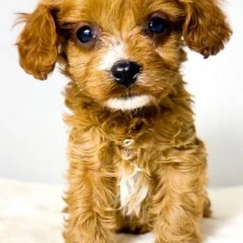 Cavapoo-kavapu (Cavalier + toy pudla)