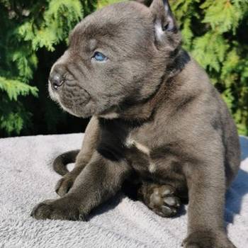 CANE CORSO štenci