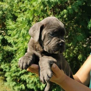 CANE CORSO štenci