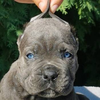 CANE CORSO štenci