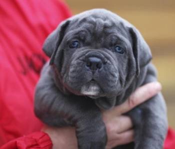 CANE CORSO štenci