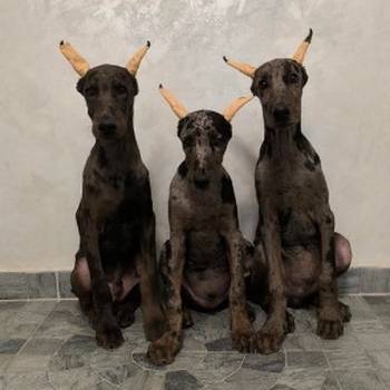 Doberman