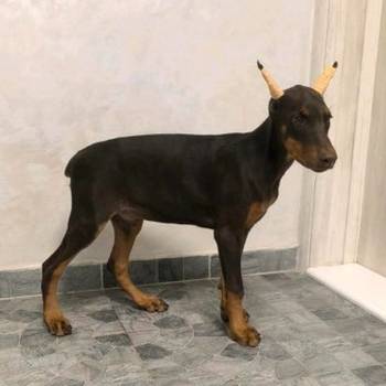 Doberman