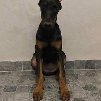 Doberman