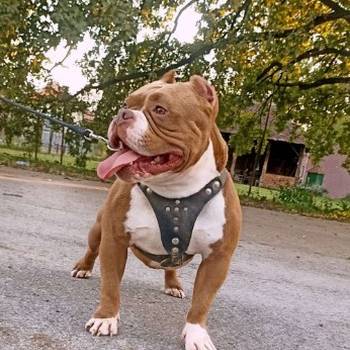 American bully pocket-Zamena