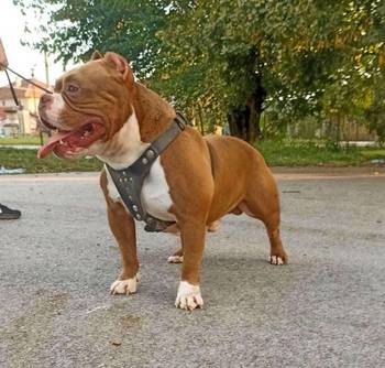 American bully pocket-Zamena