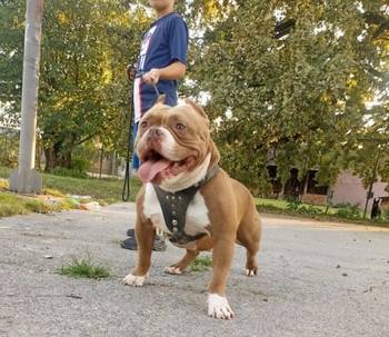 American bully pocket-Zamena