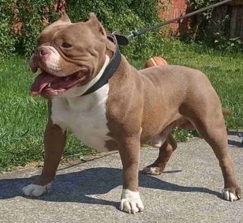 American bully pocket-Zamena