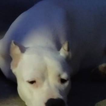 Dogo argentino štenci