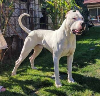 Dogo argentino štenci