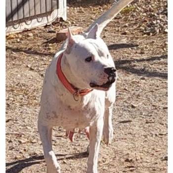 Dogo argentino štenci