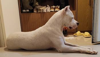 Dogo argentino štenci