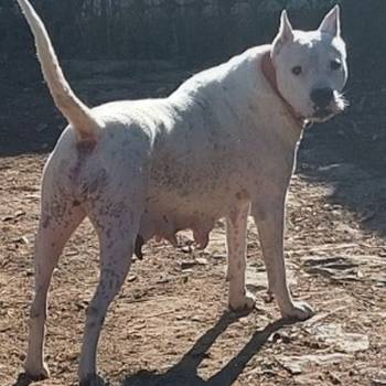 Dogo argentino štenci