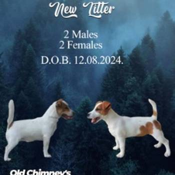 JACK RUSSELL TERIER Tarik i Troja