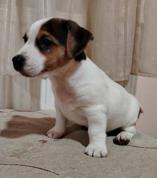 JACK RUSSELL TERIER Tarik i Troja