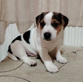 JACK RUSSELL TERIER Tarik i Troja