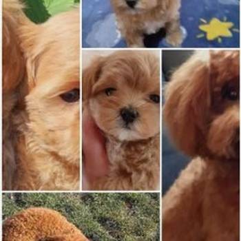 Mini Maltipoo štenci