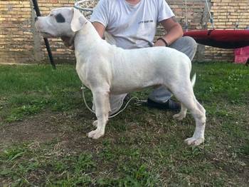 Stenci dogo argentino