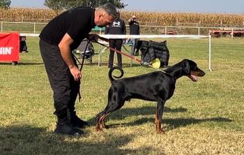 DOBERMAN ŠTENCI