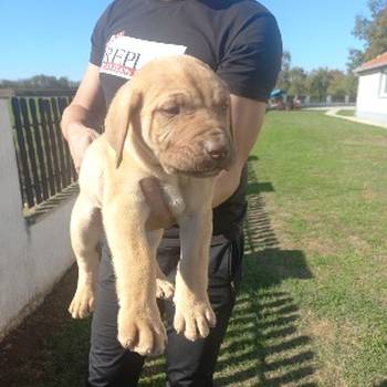 Presa Canario prelepi štenci