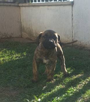 Presa Canario prelepi štenci